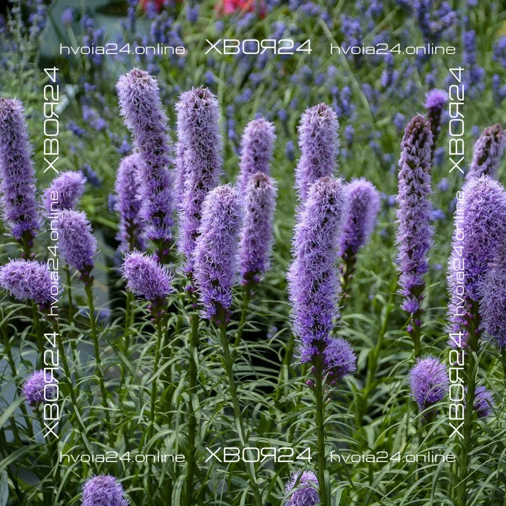  • ХВОЯ24