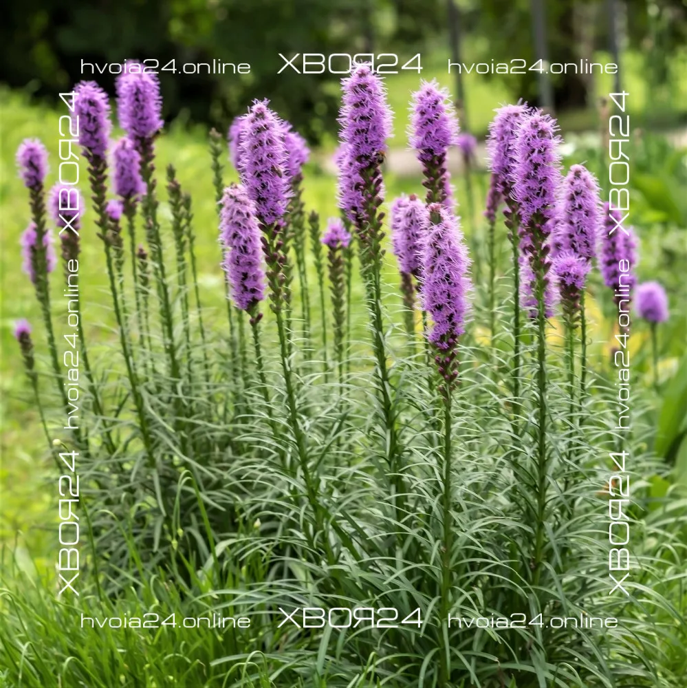  • ХВОЯ24