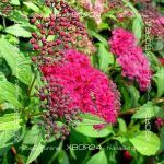 Спирея японская Дартс Ред — изображение 5