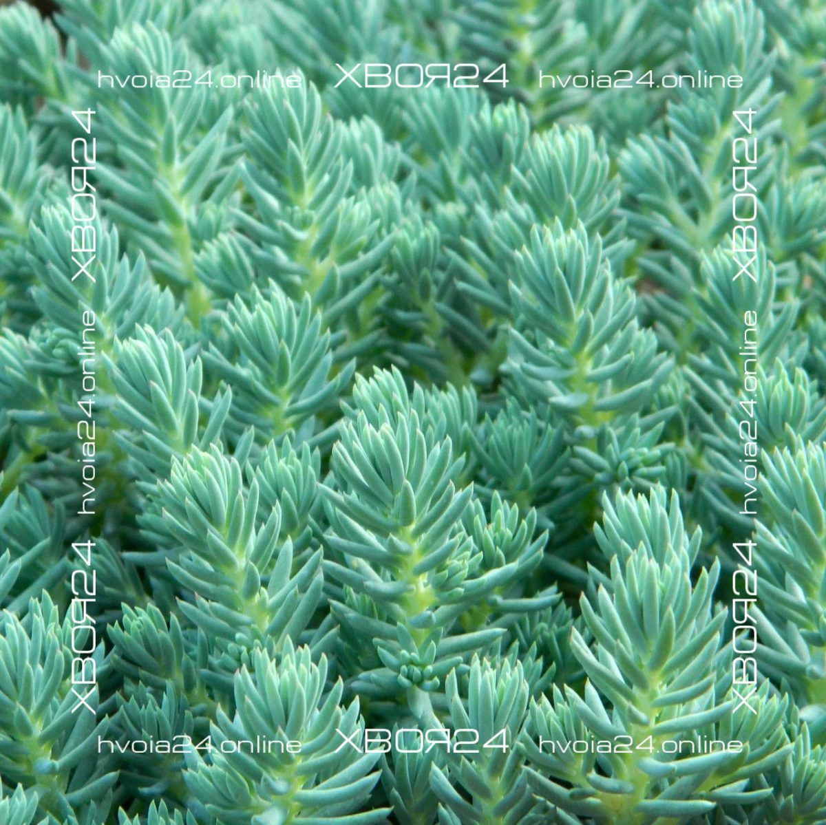  • ХВОЯ24