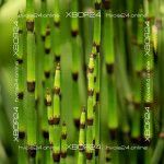 Хвощ японский зимующий — изображение 7