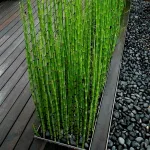  • ХВОЯ24