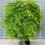 Клен веерный Эмералд Лейс — изображение 7