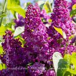 Сирень Чарльз Джоли — изображение 7