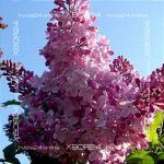 Сирень Маршал Фош — изображение 2