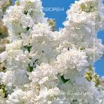 Сирень обыкновенная Моник Лемуан — изображение 9