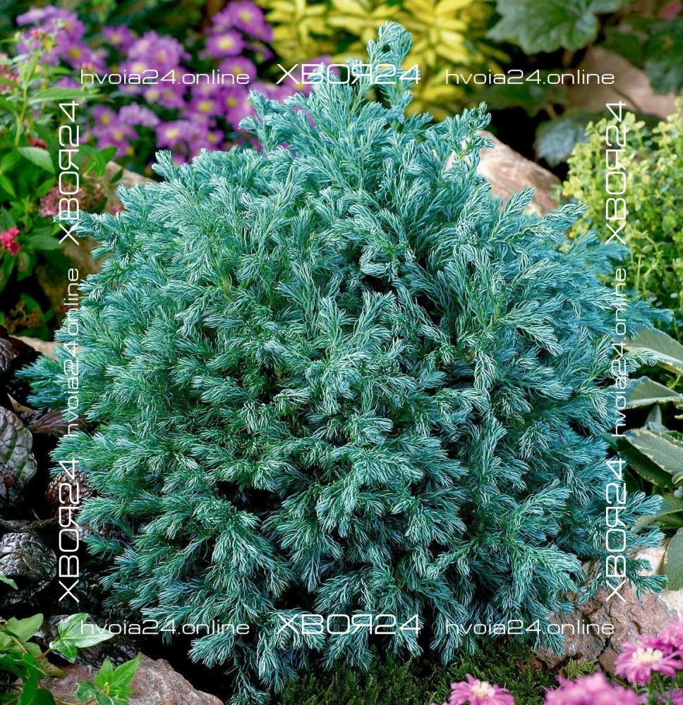 chamaecyparis pisifera boulevard-1-hvoia24 Кипарисовик горохоплодный Булевард (Бульвар) — изображение 1
