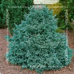 Кипарисовик горохоплодный Булевард (Бульвар) — изображение 9