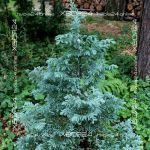 Кипарисовик горохоплодный Булевард (Бульвар) — изображение 7