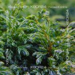 Кипарисовик горохоплодный Булевард (Бульвар) — изображение 2
