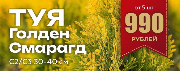 туя голден смарагд 990 рублей
